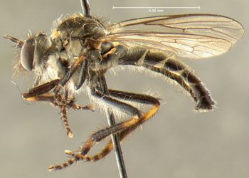 Media type: image;   Entomology 27046 Aspect: habitus lateral view